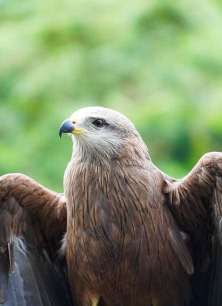 140+ Eagle Feeding Chicks In Nest Stock Photos, Pictures & Royalty-Free ...