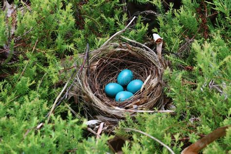 Gray Catbird Nest Stock Photos - Free & Royalty-Free Stock Photos from ...