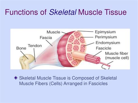 Skeletal Muscle Tissue