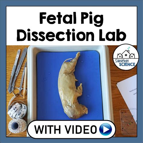 Fetal pig dissection diagrams digestive - hilobd