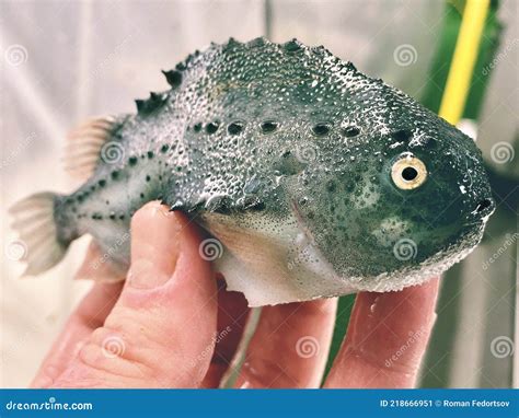 Green Lumpsucker Was Catch at Barents Sea Stock Image - Image of marine ...