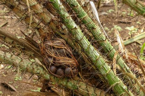 A Bunch of Tropical Salak Fruits on a Palm Tree with Sharp Long Spines ...