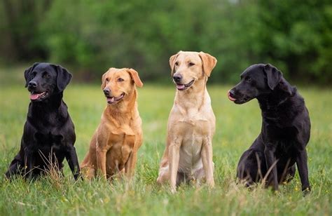 National Labrador Retriever Day 2024: What It Is & How It's Celebrated | Hepper