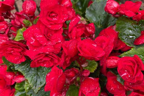 How to Grow and Care for Tuberous Begonias | Gardener’s Path