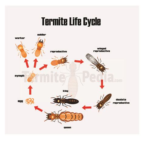 termite life cycle labeled in red and black on a white background with arrows pointing to ...