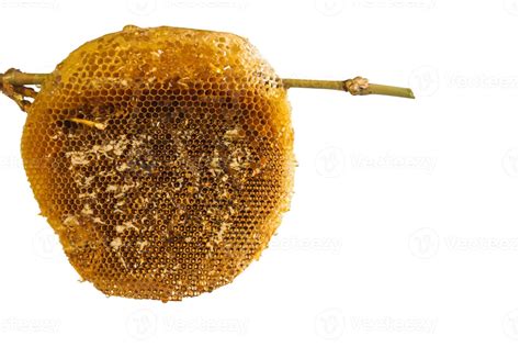 honeycomb with honey. 10126748 Stock Photo at Vecteezy