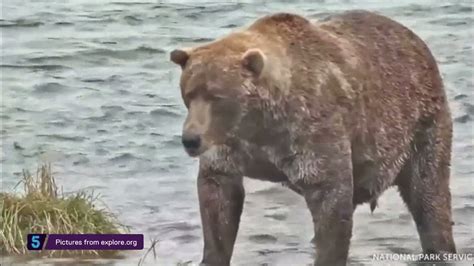 Fat Bear Contest: 480 lb Otis takes the title for the fourth time | 5 News - YouTube