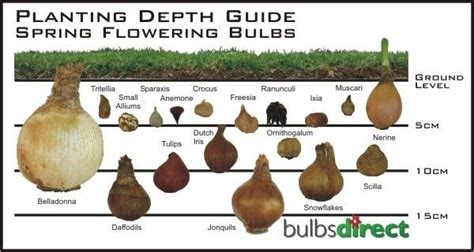 Planting Tulip Bulbs How Deep - Mbi Garden Plant