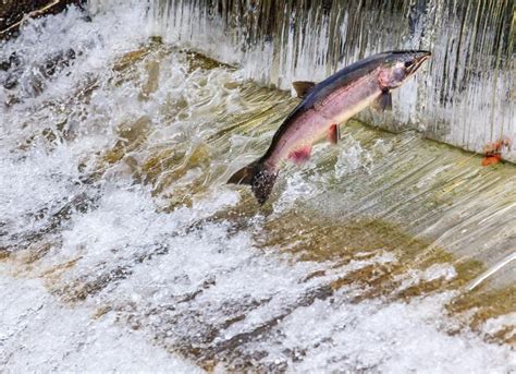 Chinook Coho Salmon Jumping Issaquah Hatchery Washington State — Stock Photo © billperry #61604747