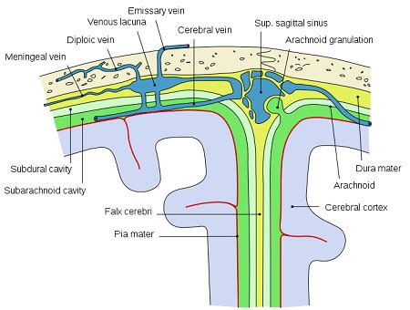 Meninges Of The Brain Diagram