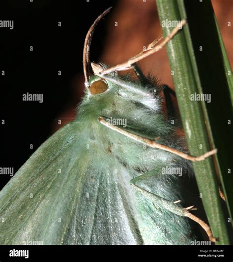 Geometra esmeralda hi-res stock photography and images - Alamy