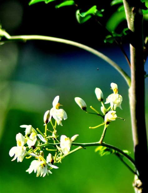 Moringa Flowers - Moringa Trees