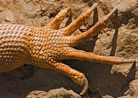 Lizard Claw Stock Photos, Pictures & Royalty-Free Images - iStock