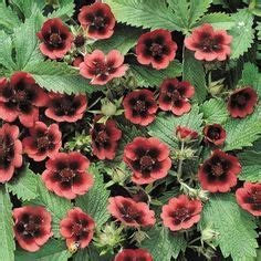 Potentilla Varieties on Pinterest