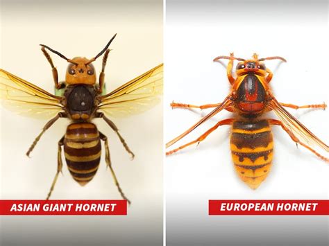 Giant Asian Hornets | Ontario Beekeepers’ Association