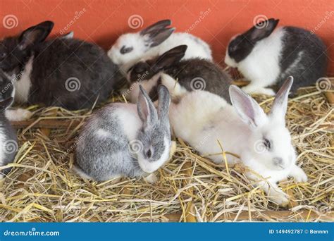 White New Zealand Rabbit Stock Photos - Download 117 Royalty Free Photos