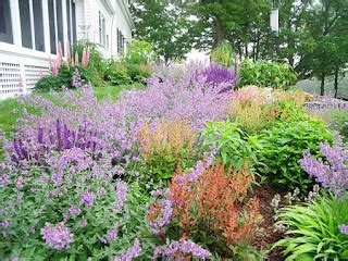 flowers for flower lovers.: Catmint flowers.