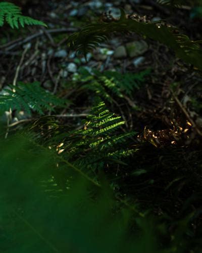 Lighthouse Park Photo | Hiking Photo Contest | Vancouver Trails