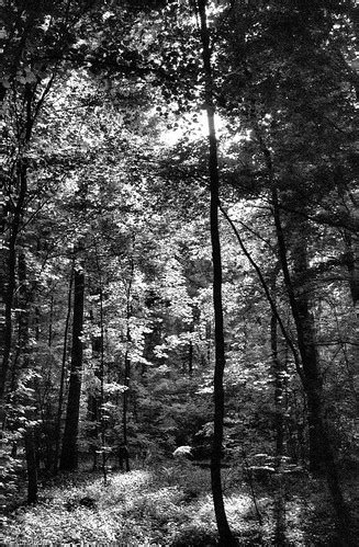 Forest scene in black and white | McMac70 | Flickr