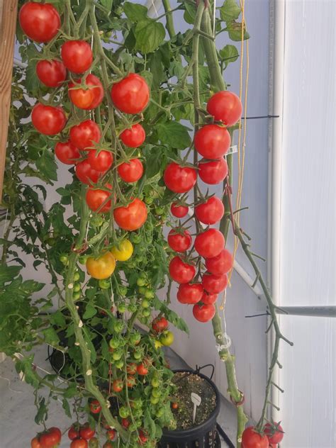 hydroponic-tomatoes-2