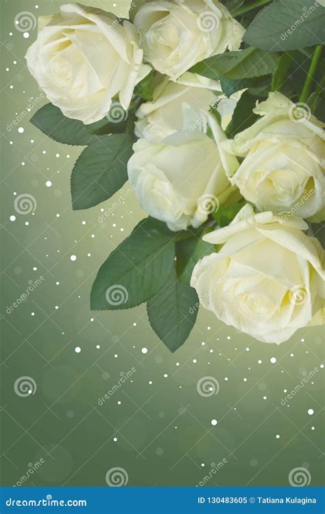 Beautiful White Roses on Green Background. Stock Image - Image of beauty, clean: 130483605