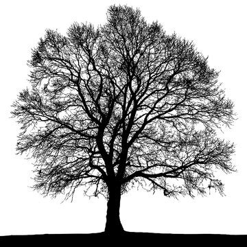 Black And White Tree