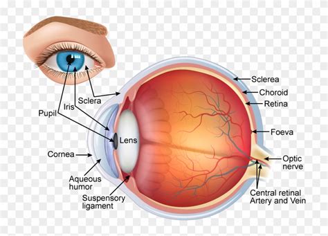 Draw A Neat And - Structure Of Eye With Labelling, HD Png Download ...