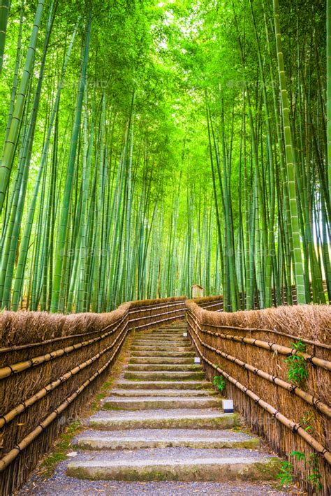 Kyoto, Japan Bamboo Forest Stock Photo by SeanPavone | PhotoDune