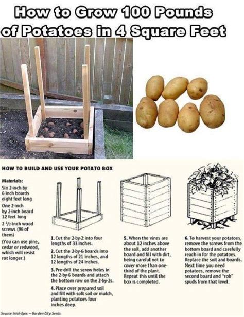 Growing Potatoes In Bags | Budget101 Gardening Tips| Tips-n-Tricks