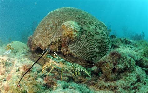 Caribbean Spiny Lobster in Natural Habitat Stock Image - Image of ocean ...