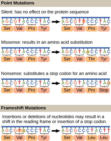 Chapter 9: DNA Structure, Protein Synthesis and GMO’s – Human Biology