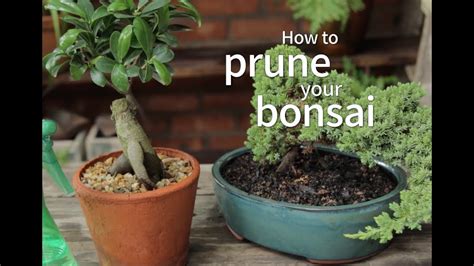 Bonsai Basics: How to Prune Your Bonsai - YouTube