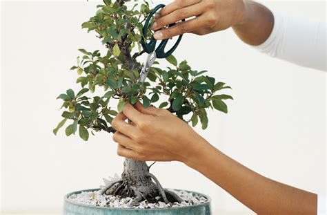 Essential Guide to Mastering Bonsai Pruning Techniques