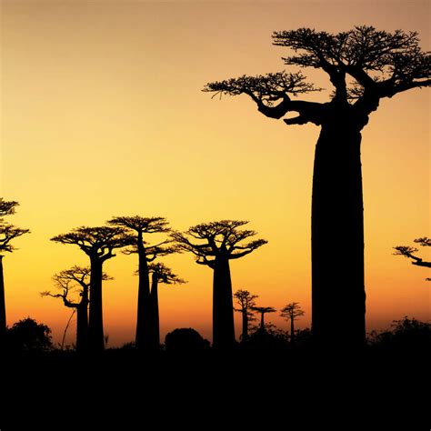 Baobab Tree Silhouette Wall Art | Photography