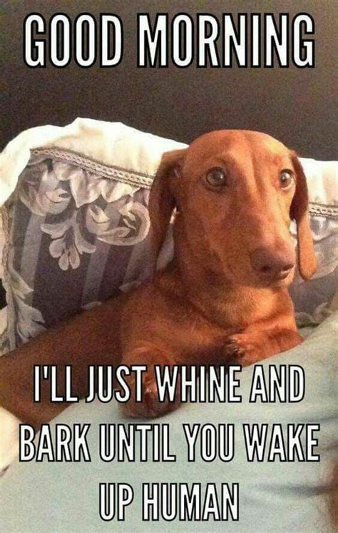 Funny Good Morning Dog Meme