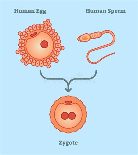 Fertilization Diagram, Vector Illustration. Educational Medical Information. Stock Vector ...