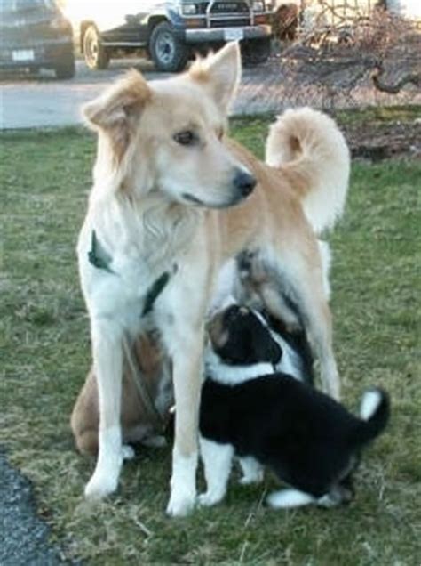 Himalayan Sheepdog Dog Breed Information Pictures