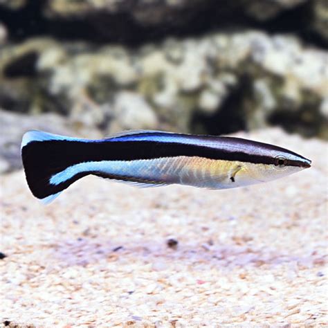 Bluestreak Cleaner Wrasse: Reef Safe Aquarium Fish | Wrasse, Aquarium fish, Marine aquarium