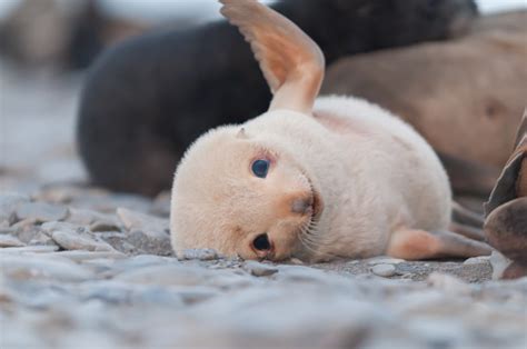 Adorable Fur Seal Pup Playing Stock Photo - Download Image Now - iStock