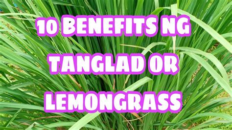 10 BENEFITS NG TANGLAD OR LEMONGRASS/Nylmar channel - YouTube