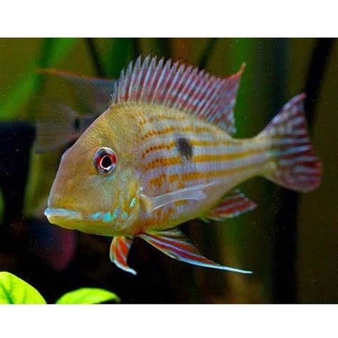 Geophagus surinamensis 4″+ | Each – Pet Kadai – Online aquarium Store