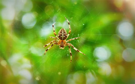 Planting This Flower Might Cause a Spider Infestation in Your Home ...