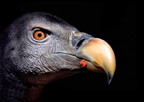 Vulture Head by Phil Cousins / 500px