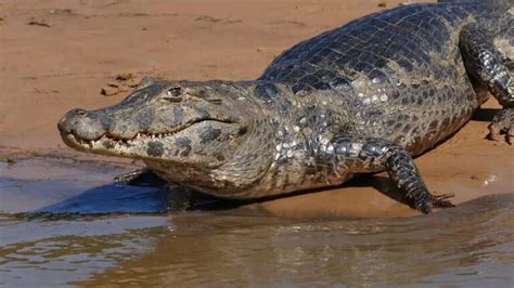 Crocodiles vs. Caimans All Differences Explained - Animallot