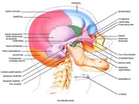 Skull anatomy, Human skull anatomy, Anatomy bones