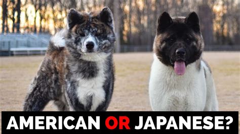 American Akita vs Japanese Akita Inu - The Akita Life