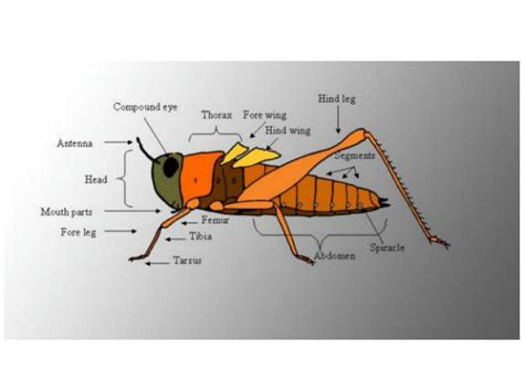 SOLUTION: Lec 6 structure of insect thorax and its appendages 1 ppt - Studypool