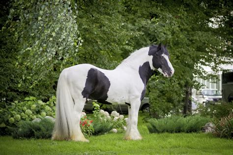 Piebald Horse 1 - A-Z Animals