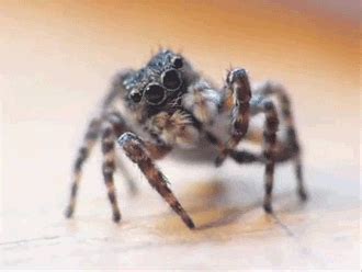 Salticidae GIFs - Find & Share on GIPHY