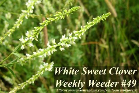 White Sweet Clover - Weekly Weeder #49